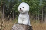 BICHON FRISE 309